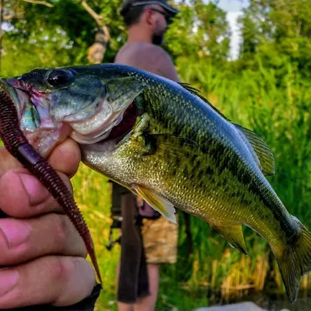 Galic * プロチェ