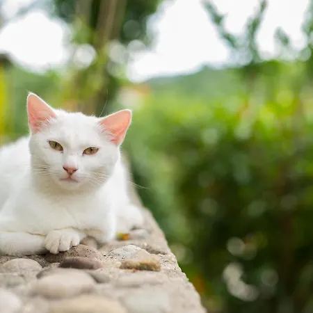 Daire Galic Ploce (Dubrovnik-Neretva)